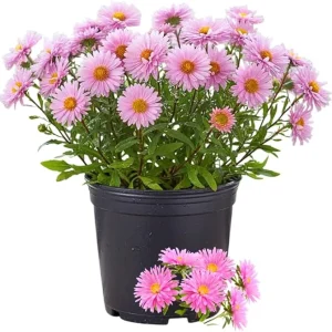 Pink Aster Live Plant - Perennial Flower, 5-7 Inches Tall, USDA Zones 3-8 - Image 7