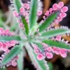 Pink Butterfly Kalanchoe Live Plant - Variegated Succulent in 2.5" Pot - Image 1
