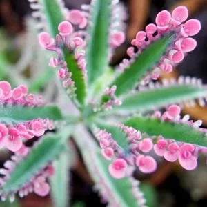 Pink Butterfly Kalanchoe Live Plant - Variegated Succulent in 2.5