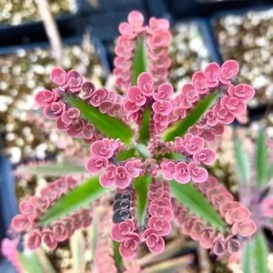 Pink Butterfly Kalanchoe Live Plants 2.5 Inch Pot - Pack of 3 Variegated Succulents - Image 3
