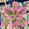 Pink Butterfly Kalanchoe Live Plants 2.5 Inch Pot - Pack of 3 Variegated Succulents - Image 1