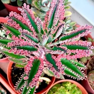 Pink Butterfly Kalanchoe Plant Live - Variegated Succulent in 2 Inch Pot, Mother of Thousands Houseplant - Image 4