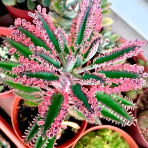 Pink Butterfly Kalanchoe Plant Live - Variegated Succulent in 2 Inch Pot, Mother of Thousands Houseplant - Image 5