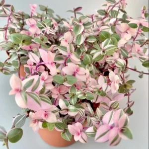 Pink Callisia Repens Live Plant Pink Turtle Vine House Plant Indoor 4 Inch Pot - Image 7