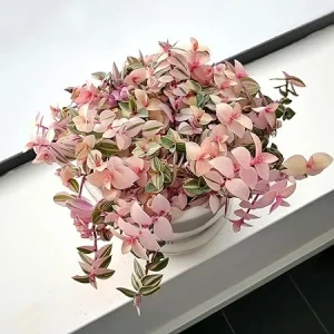 Pink Callisia Repens Live Plant – Pink Turtle Vine Succulent – 2 Inch Pot – Indoor House Plant - Image 2