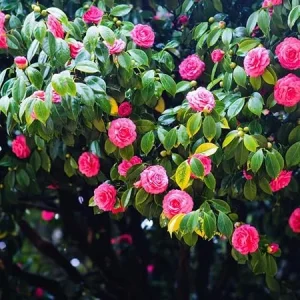 Pink Camellia Japonica Live Plant, 5-10 Inch Tall Flowering Bush, 4 Inch Pot, Outdoor - Image 6