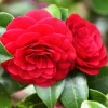Pink Camellia Live Plant, 10-12 Inch Tall Camellia Japonica, 4" Pot - Image 1