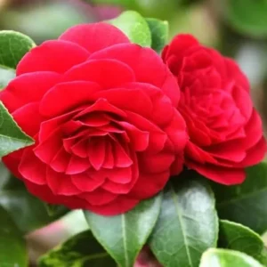 Pink Camellia Live Plant, 10-12 Inch Tall Camellia Japonica, 4