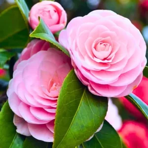 Pink Camellia Live Plant, 10-12 Inch Tall Camellia Japonica, 4