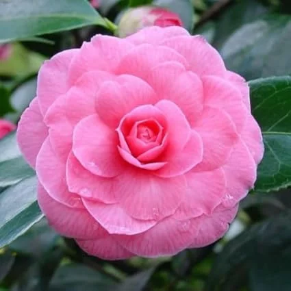Pink Camellia Live Plant – 4" Pot, Starter Size 6-12 Inches Tall – Vibrant Pink Blooms for Outdoor Planting - Image 2
