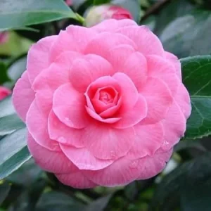 Pink Camellia Live Plant – 4