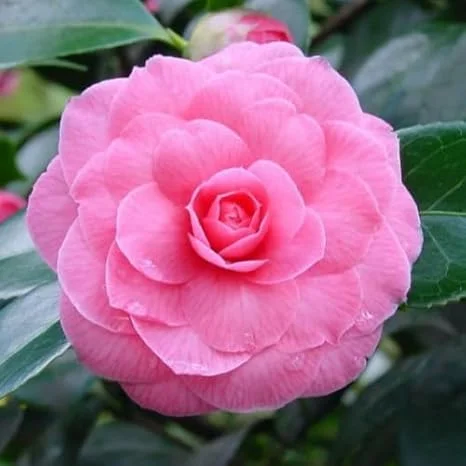 Pink Camellia Live Plant – 4" Pot, Starter Size 6-12 Inches Tall – Vibrant Pink Blooms for Outdoor Planting - Image 5