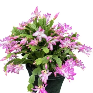 Pink Christmas Cactus & Thanksgiving Cactus Live Plants - 2 Pack, 4-6