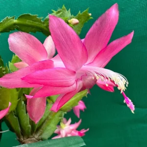 Pink Christmas Cactus & Thanksgiving Cactus Live Plants - 2 Pack, 4-6