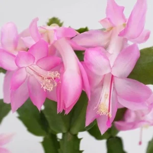 Pink Christmas Cactus & Thanksgiving Cactus Live Plants - 2 Pack, 4-6