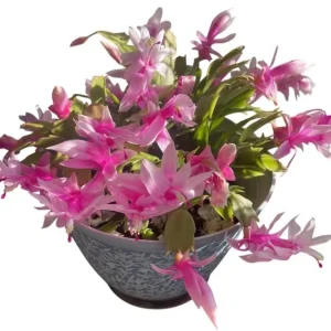 Pink Christmas Cactus & Thanksgiving Cactus Live Plants - 2 Pack, 4-6