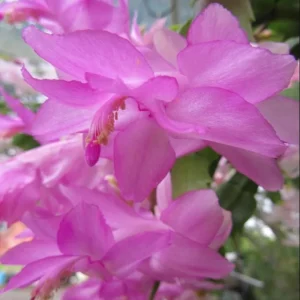 Pink Christmas & Thanksgiving Cactus Succulent Live Plant 4-6