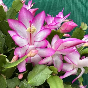 Pink Christmas & Thanksgiving Cactus Succulent Live Plant 4-6