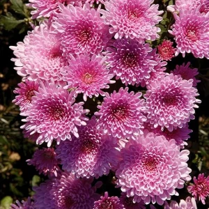 Pink Chrysanthemum Live Plants – 2-Pack, 4 to 6 Inches Tall – Rooted Mums for Garden & Patio - Image 6