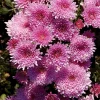 Pink Chrysanthemum Live Plants – 2-Pack, 4 to 6 Inches Tall – Rooted Mums for Garden & Patio - Image 1