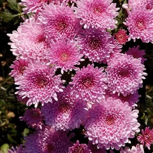 Pink Chrysanthemum Live Plants – 2-Pack, 4 to 6 Inches Tall – Rooted Mums for Garden & Patio - Image 1