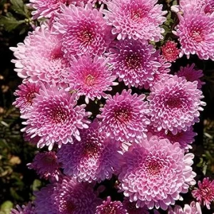 Pink Chrysanthemum Live Plants – 2-Pack, 4 to 6 Inches Tall – Rooted Mums for Garden & Patio - Image 7