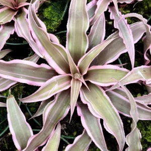 Pink Cryptanthus Earth Star Live Plant – Tropical Bromeliad Houseplant – 2.5