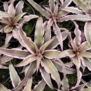 Pink Cryptanthus Earth Star Live Plant – Tropical Bromeliad Houseplant – 2.5