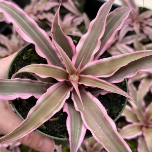 Pink Cryptanthus Earth Star Live Plant – Tropical Bromeliad Houseplant – 2.5