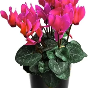 Pink Cyclamen Live Plant – Flowering Houseplant in 4