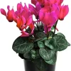 Pink Cyclamen Live Plant – Flowering Houseplant in 4" Pot – Easy Care Indoor - Image 1
