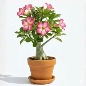 Pink Desert Rose Live Plant, Adenium Flowers, Succulent, 4-7 Inch Tall - Image 2