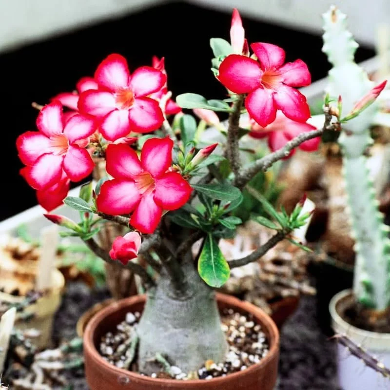 Pink Desert Rose Live Plant - Adenium Obesum Succulent, 4-8" Tall - Image 2