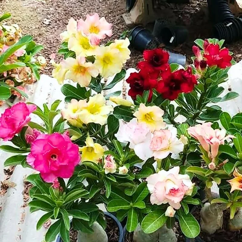 Pink Desert Rose Live Plant - Adenium Obesum Succulent, 4-8" Tall - Image 4