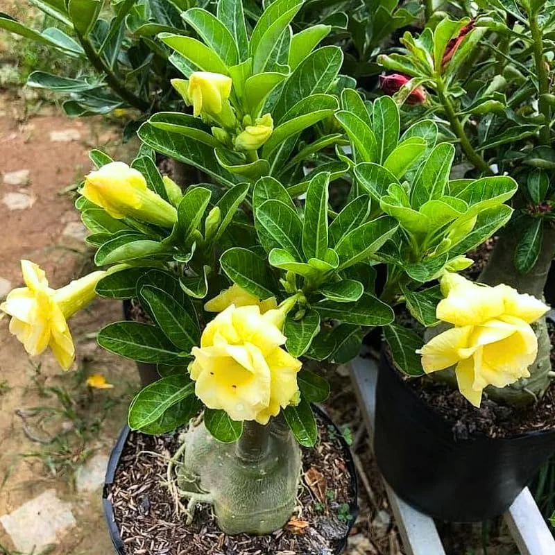 Pink Desert Rose Live Plant - Adenium Obesum Succulent, 4-8" Tall - Image 5