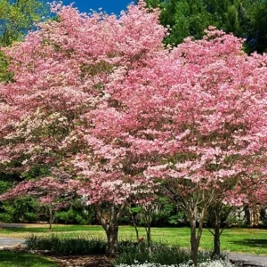 Pink Dogwood Tree Live Plant - 10-16" Tall Hardy Tree in Quart Pot, Outdoor - Image 1