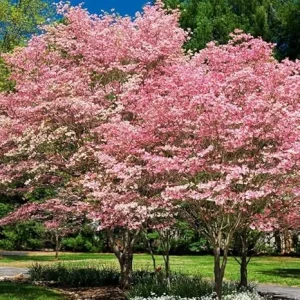 Pink Dogwood Tree Live Plant - 10-16