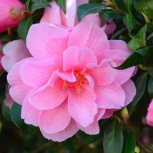 Pink Double Camellia Live Plant - 4