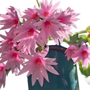 Pink Easter Cactus Live Plant - Rhipsalidopsis Gaertneri Succulent, 5-7