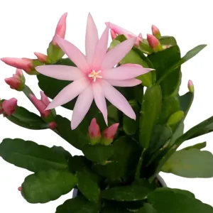 Pink Easter Cactus Live Plant - Rhipsalidopsis Gaertneri Succulent, 5-7
