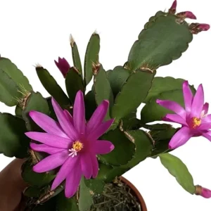 Pink Easter Cactus Live Plant - Rhipsalidopsis Gaertneri Succulent, 5-7