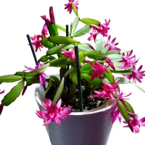 Pink Easter Cactus Live Plant - Rhipsalidopsis Gaertneri Succulent, 5-7