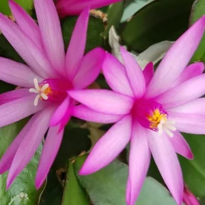 Pink Easter Cactus Live Plant - Rhipsalidopsis Gaertneri Succulent, 5-7