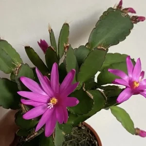 Pink Easter Cactus Live Plant - Rhipsalidopsis Gaertneri Succulent, 5-7