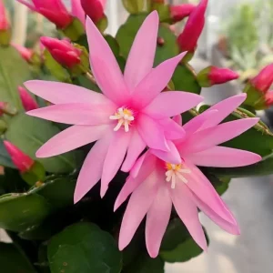 Pink Easter Cactus Live Plant - Rhipsalidopsis Gaertneri Succulent, 5-7