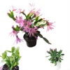 Pink Easter Cactus Live Plant - Rhipsalidopsis Gaertneri Succulent, 5-7" Tall, Indoor Houseplant - Image 1