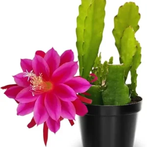 Pink Epiphyllum Orchid Cactus Live Plants - 2 Pack, 6-8 Inches Tall, Rooted in 4