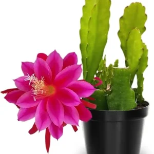 Pink Epiphyllum Orchid Cactus Live Plants - 2 Pack, 6-8 Inches Tall, Rooted in 4