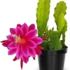 Pink Epiphyllum Orchid Cactus Live Plants - 2 Pack, 6-8 Inches Tall, Rooted in 4" Pot - Image 1