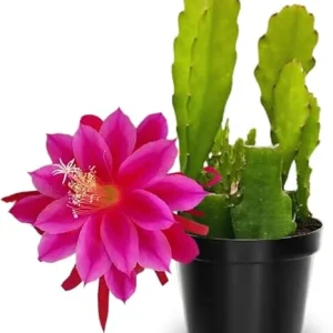 Pink Epiphyllum Orchid Cactus Live Plants - 2 Pack, 6-8 Inches Tall, Rooted in 4